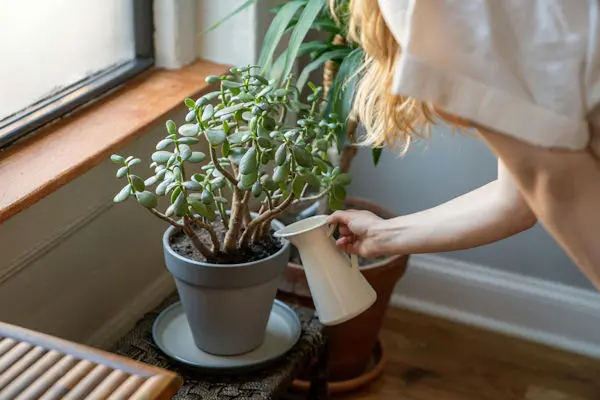 Herbal-Therapy Watering a plant